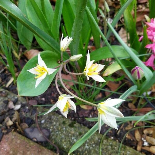 Tulipa turkestanica Õis