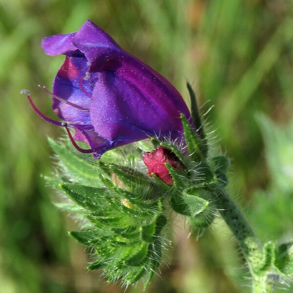 Echium plantagineum Flor