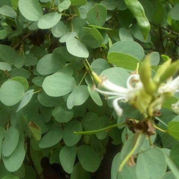 Bauhinia rufescens Květ