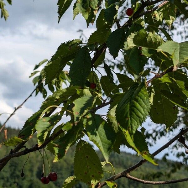 Prunus cerasus Leaf