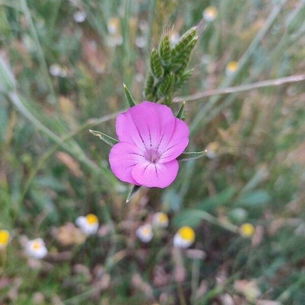 Agrostemma githago Λουλούδι