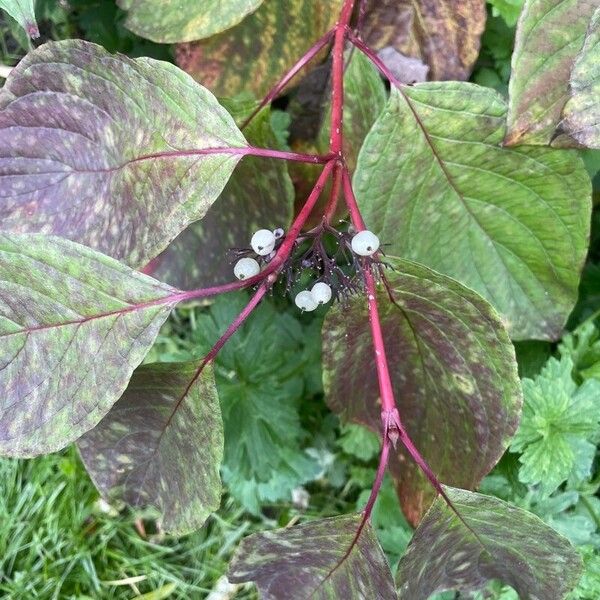 Cornus alba Frukt