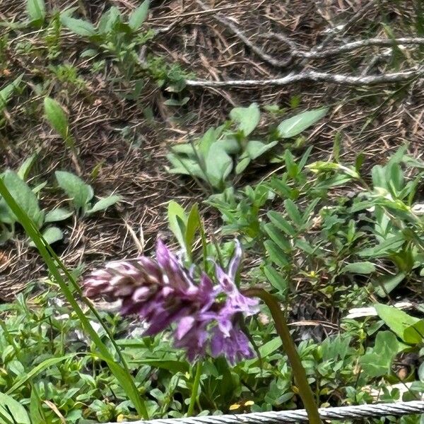 Dactylorhiza fuchsii Flor