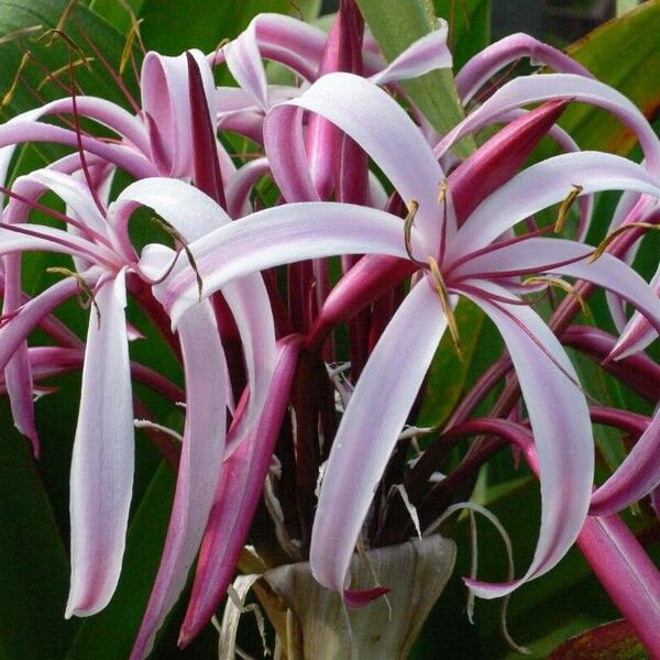 Crinum asiaticum Blüte