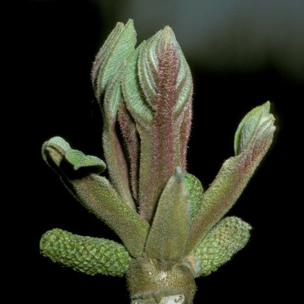 Juglans mandshurica Flower