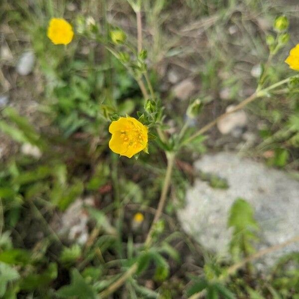 Potentilla gracilis 花