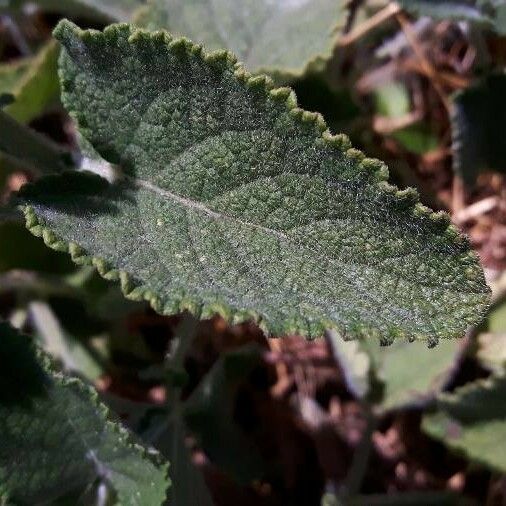 Salvia verticillata Leaf