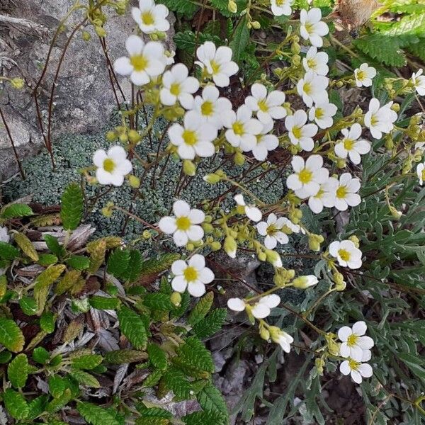 Saxifraga caesia Flower