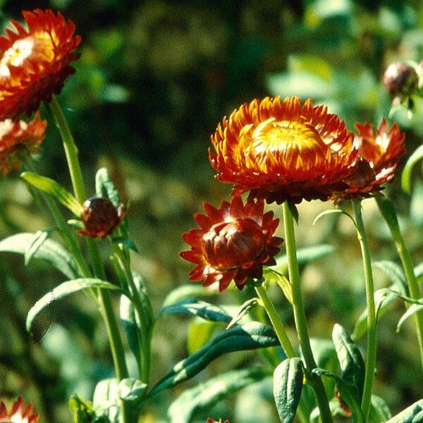 Xerochrysum bracteatum Fiore