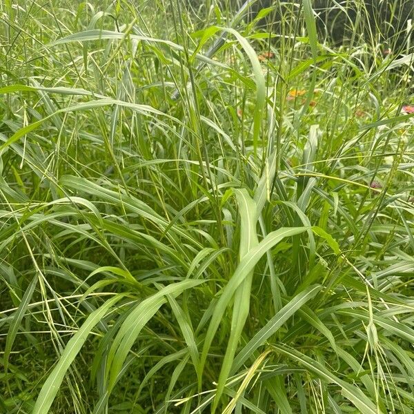 Rottboellia cochinchinensis Vivejo