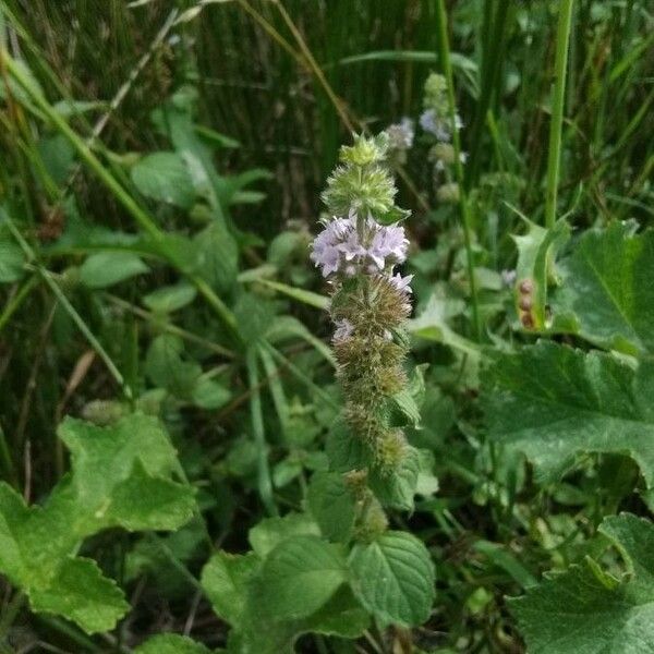 Mentha pulegium Flor