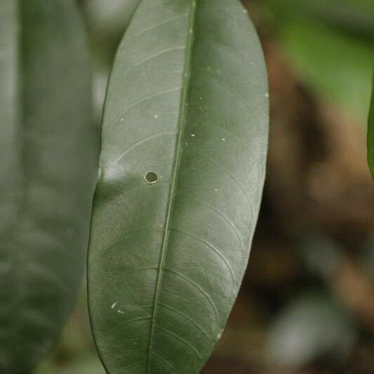 Tabernaemontana disticha Leaf