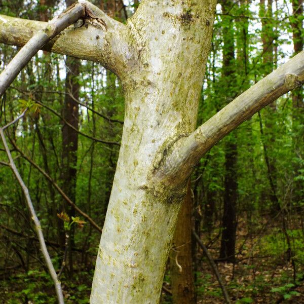 Acer platanoides Kůra