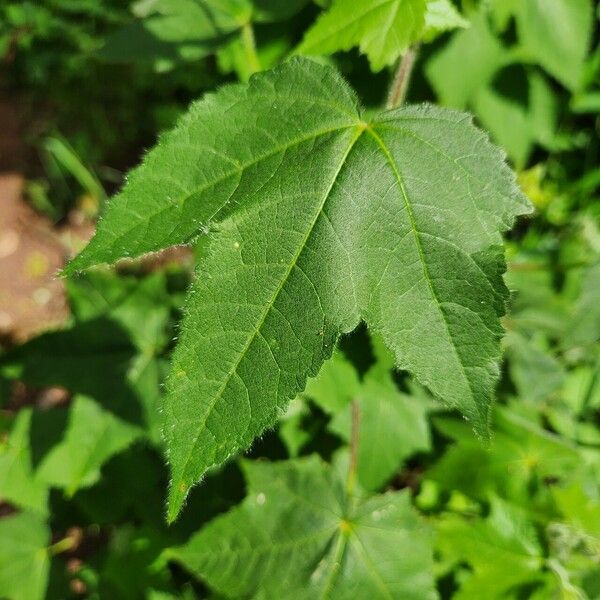 Hibiscus vitifolius 葉