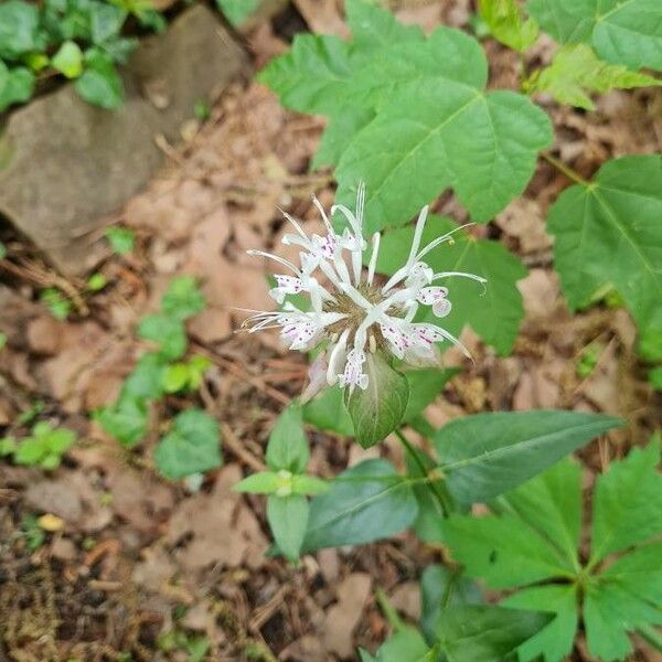 Monarda clinopodia Квітка