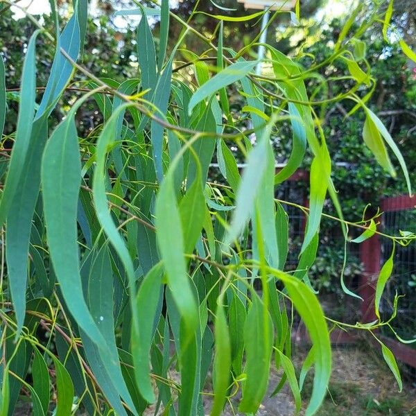 Eucalyptus leucoxylon Листок