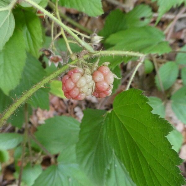 Rubus scaber Fruit