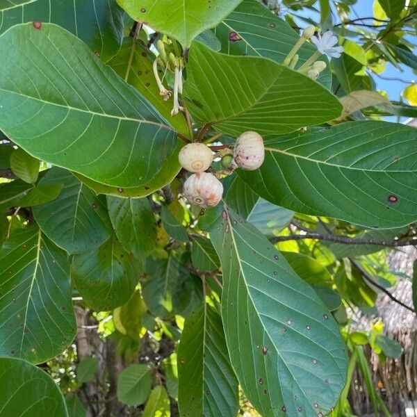 Guettarda speciosa Fruit