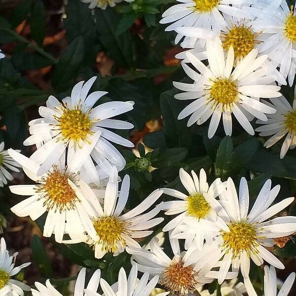 Aster ageratoides Flower