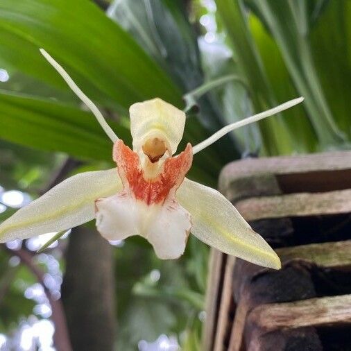 Coelogyne asperata Flower