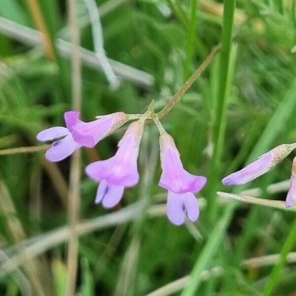 Vicia parviflora Kukka