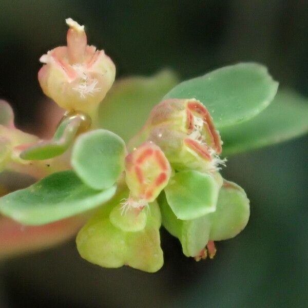 Euphorbia serpens Flor