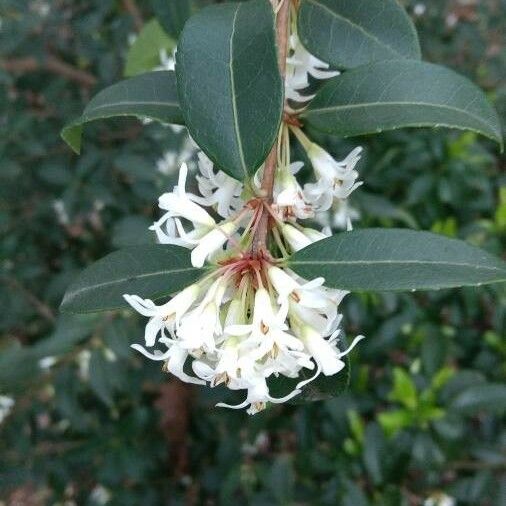 Osmanthus × burkwoodii Květ