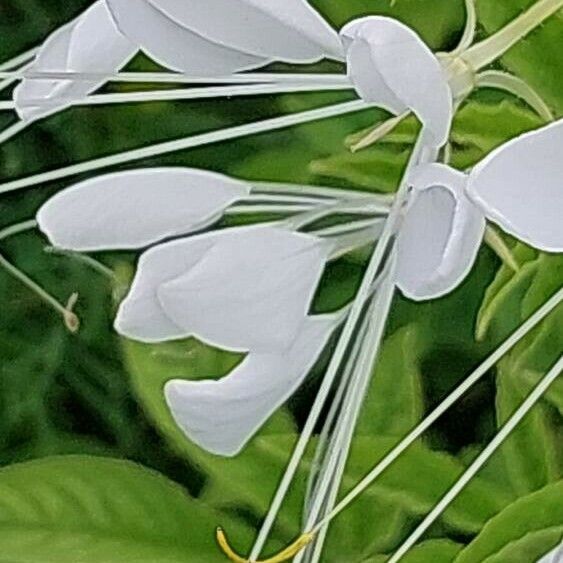 Cleome speciosa Λουλούδι