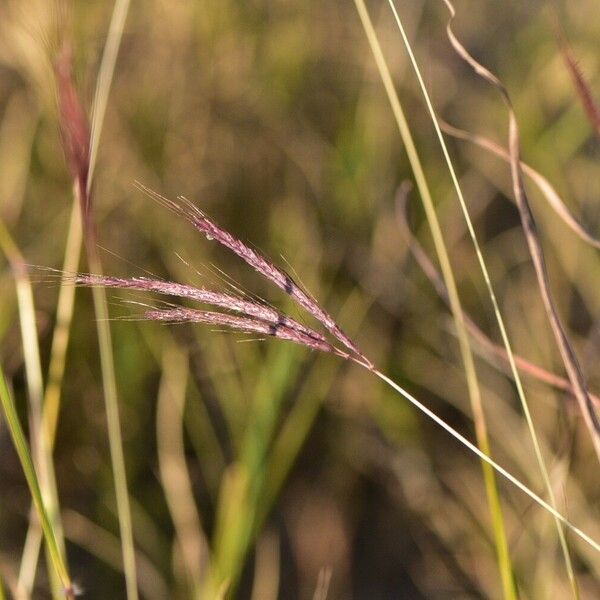 Dichanthium annulatum 花