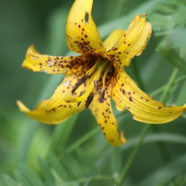 Lilium canadense Λουλούδι