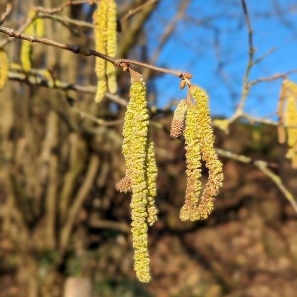 Corylus avellana Kukka