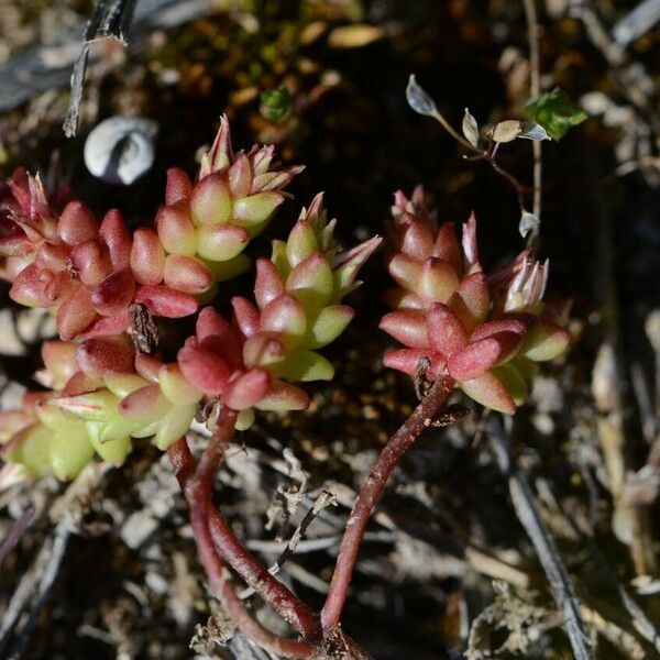 Sedum cespitosum ശീലം