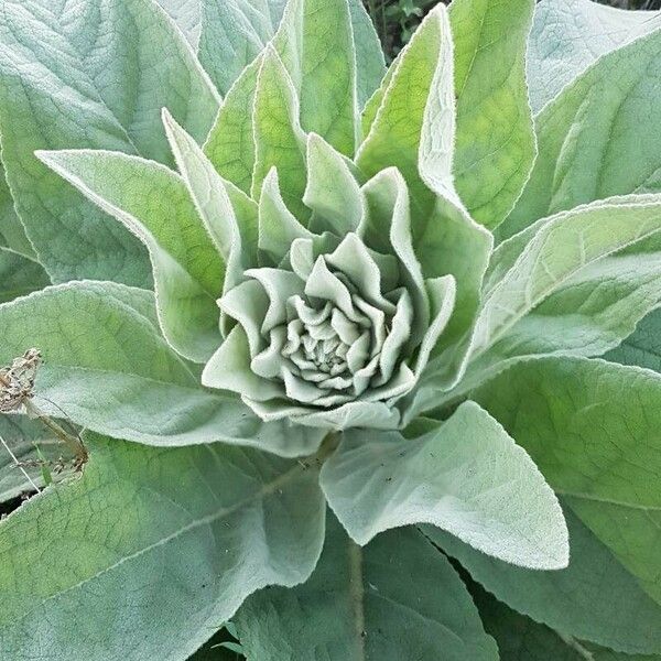 Verbascum boerhavii Folha