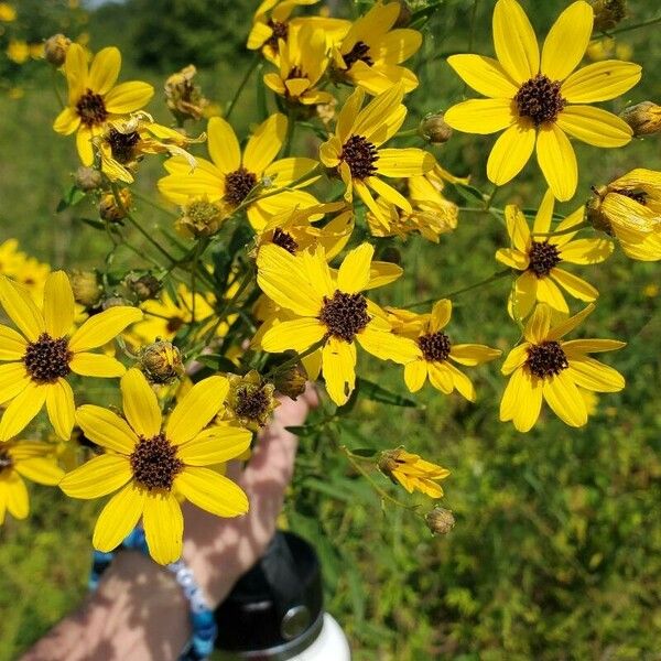 Coreopsis tripteris Flor