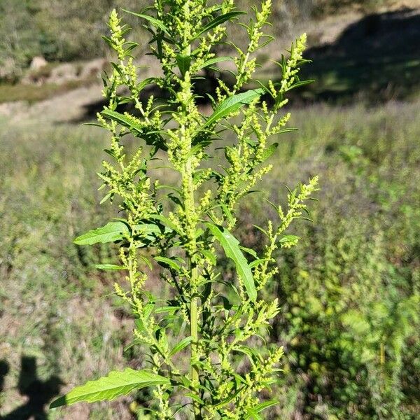 Dysphania ambrosioides Leaf