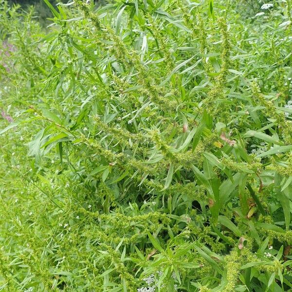 Rumex maritimus Blatt