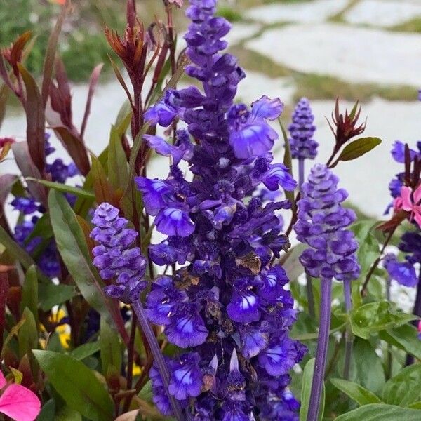 Salvia farinacea Blomma