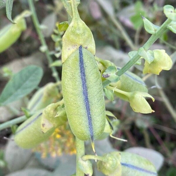 Crotalaria spectabilis फल