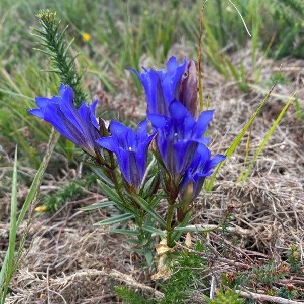 Gentiana pneumonanthe Floro