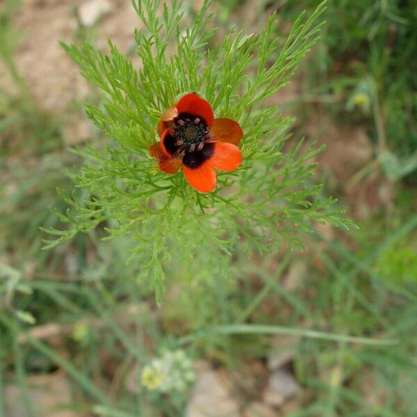 Adonis aestivalis Fiore