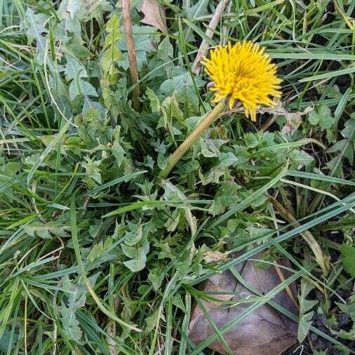 Taraxacum officinale Blad