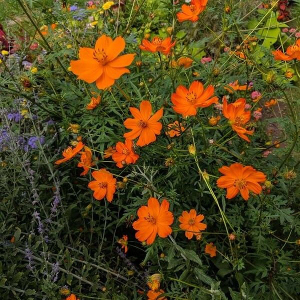 Cosmos sulphureus Кветка