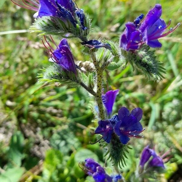 Echium plantagineum Blüte