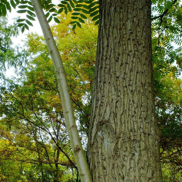 Juglans mandshurica Schors