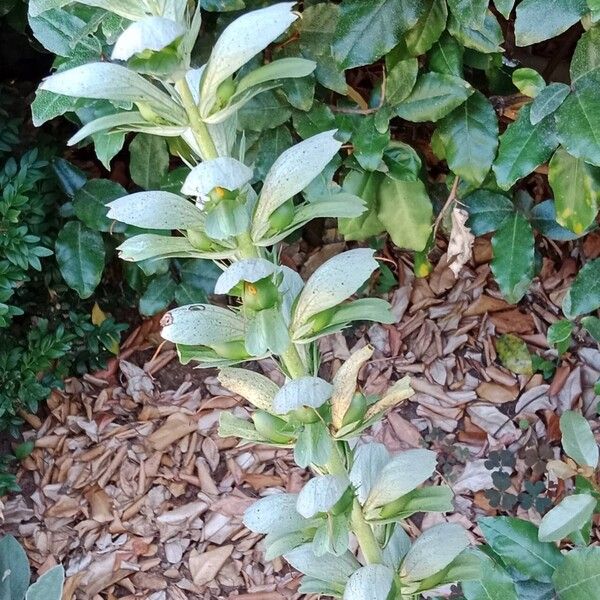 Acanthus spinosus Vaisius