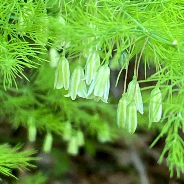 Asparagus tenuifolius Flower