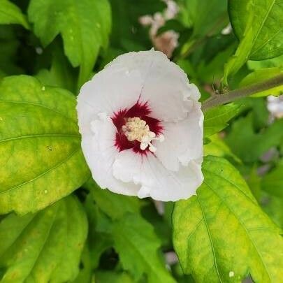 Hibiscus syriacus Cvet