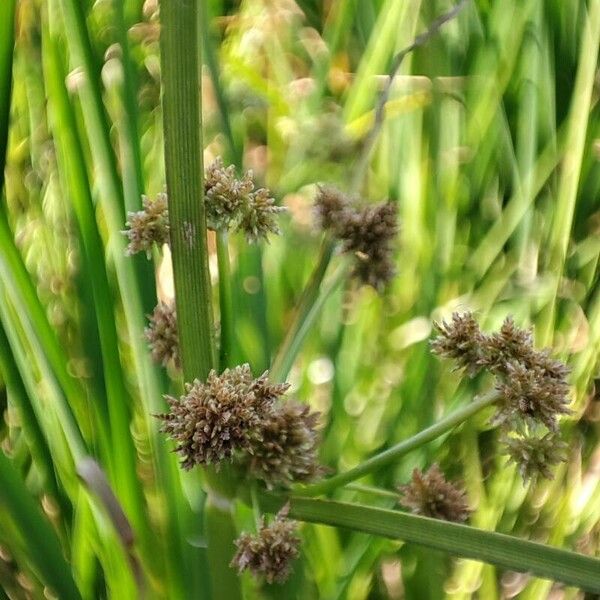 Cyperus difformis Fruit