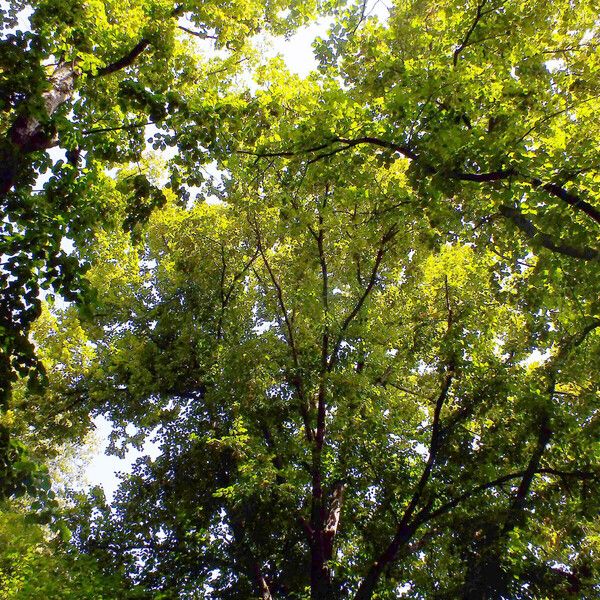 Tilia platyphyllos Habitus