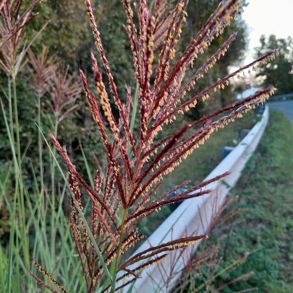 Andropogon gerardi Flower